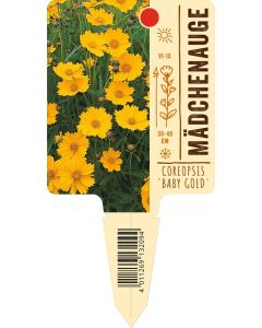 Coreopsis lanceolata 'Babygold', Bildstecketikett VS