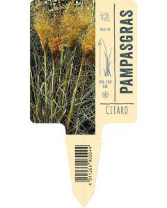Cortaderia selloana 'Citaro', Bildstecketikett VS