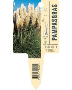 Cortaderia selloana 'Pumila', Bildstecketikett VS