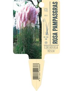 Cortaderia selloana 'Rosea', Bildstecketikett VS