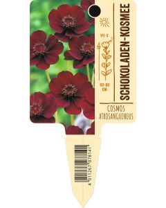 Cosmos atrosanguineus, Bildstecketikett VS