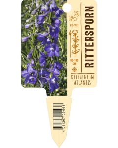 Delphinium Belladonna-Hybr. 'Atlantis', Bildstecketikett VS
