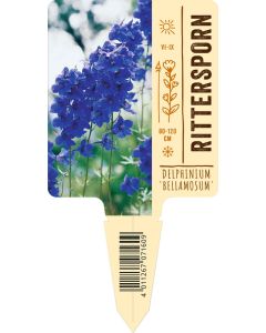 Bildstecketikett, Delphinium Belladonna-Hyb. 'Bellamosum' VS: