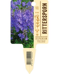 Delphinium Belladonna-Hybr. 'Piccolo', Bildstecketikett VS: