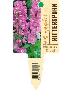 Delphinium Pacific-Hybride 'Astolat', Bildstecketikett VS