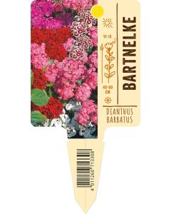 Dianthusbarbatus, Bildstecketikett VS: