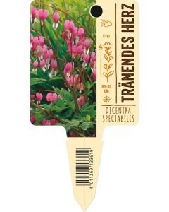 Dicentra spectabilis, Bildstecketikett VS