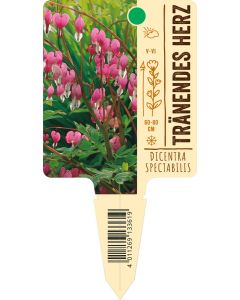 Dicentra spectabilis, Bildstecketikett VS