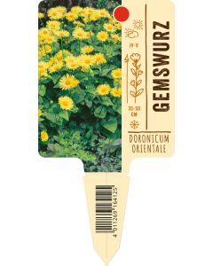 Doronicumorientale, Bildstecketikett VS: