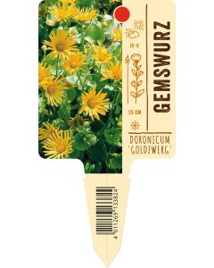 Doronicum orientale 'Goldzwerg', Bildstecketikett VS