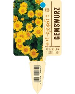 Doronicum orientale 'Little Leo', Bildstecketikett VS