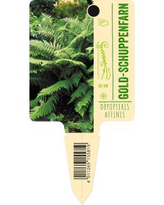 Dryopteris affinis, Bildstecketikett VS