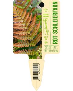 Dryopteris erythrosora, Bildstecketikett VS