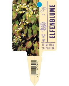Epimedium x versicolor 'Sulphureum', Bildstecketikett VS