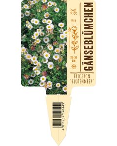 Erigeron karvinskianus 'Blütenmeer', Bildstecketikett VS