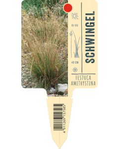 Festuca amethystina, Bildstecketikett VS