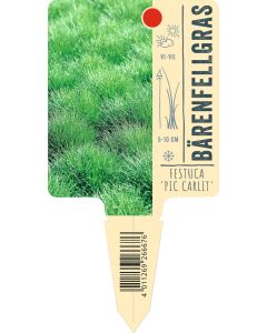 Festuca gautieri 'Pic Carlit', Bildstecketikett VS