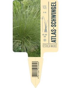 Festuca mairei VS