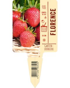 Fragaria x ananassa 'Florence' VS