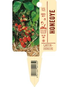 Fragaria x ananassa 'Honeoye', Bildstecketikett VS