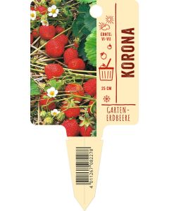 Fragaria x ananassa 'Korona', Bildstecketikett VS