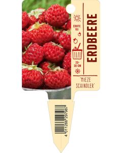 MiezeSchindler, Bildstecketikett VS: