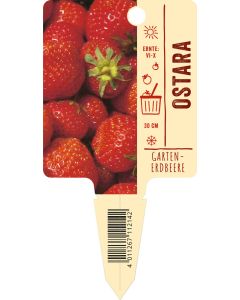 Fragaria x ananassa 'Ostara', Bildstecketikett VS