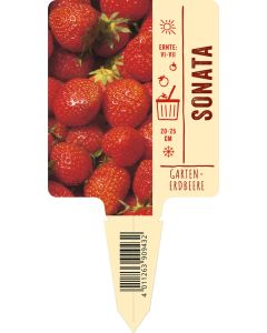 Fragaria x ananassa 'Sonata' VS