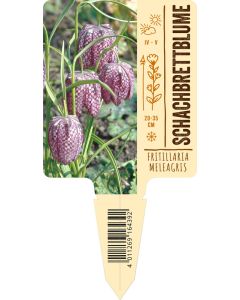Fritillaria meleagris VS