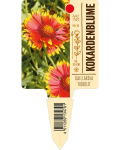 Gaillardia'Kobold', Bildstecketikett VS: