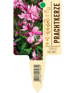 Gaura lindheimeri 'Sunset Dreams', Bildstecketikett VS