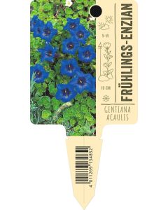 Gentianaacaulis, Bildstecketikett VS: