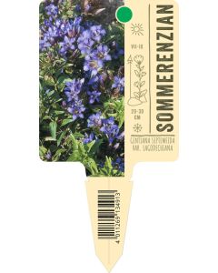 Gentiana septemfida var. lagodechiana, Bildstecketikett VS