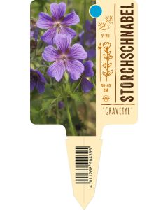 Geranium himalayense 'Gravetye' VS