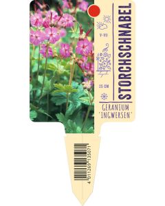 Geranium macror. 'Ingwersen', Bildstecketikett VS
