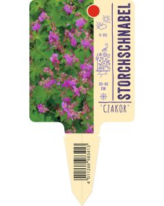 Geranium macrorrhizum 'Czakor', Bildstecketikett VS