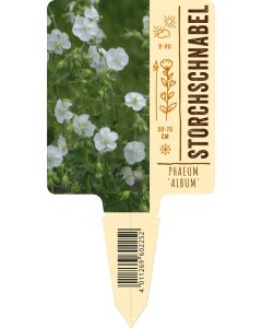 Geranium phaeum 'Album' VS