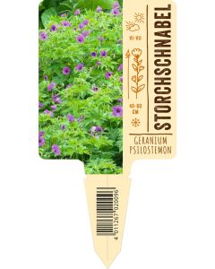 Geranium psilostemon VS