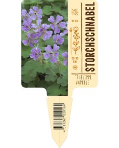 Geranium renardii 'Philippe Vapelle' VS