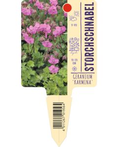 Geranium x cantabrigiense 'Karmina', Bildstecketikett VS
