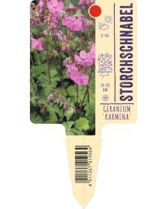 Geranium x cantabrigiense 'Karmina', Bildstecketikett VS