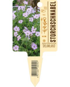 Geranium x cultorum 'Dreamland'®, Bildstecketikett VS