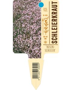 Gypsophila Hybr. 'Rosenschleier', Bildstecketikett VS