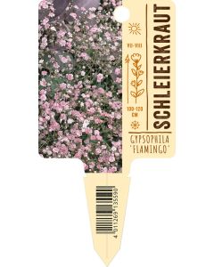 Gypsophila paniculata 'Flamingo', Bildstecketikett VS