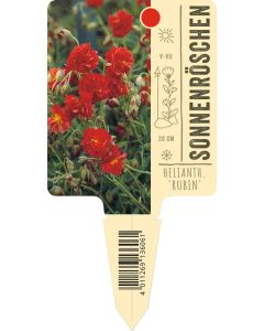 Helianthemum Hybride 'Rubin', Bildstecketikett VS