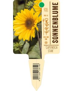 Helianthus decapetalus 'Capenoch Star', Bildstecketikett VS