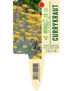 Helichrysum italicum, Bildstecketikett VS
