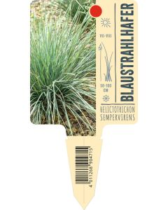 Helictotrichon sempervirens, Bildstecketikett VS