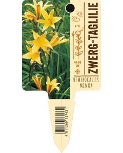 Hemerocallis minor, Bildstecketikett VS