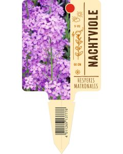 Hesperis matronalis, Bildstecketikett VS